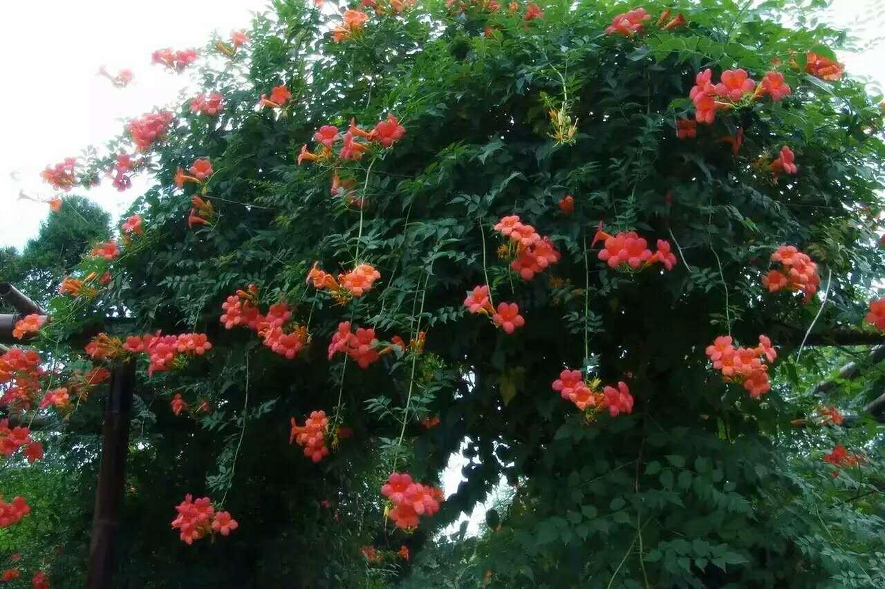 黄杨