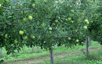 苹果树