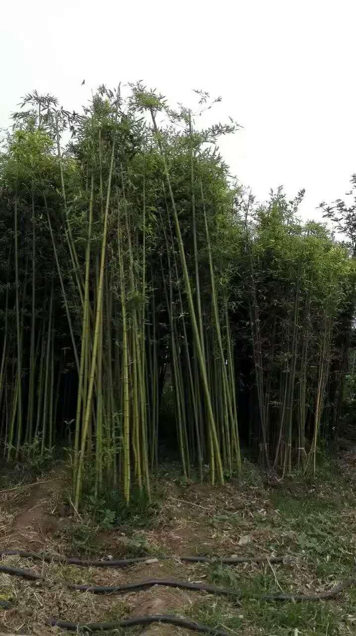 黄杨