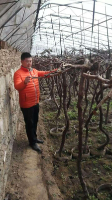 葡萄树