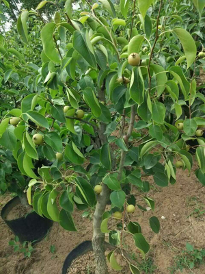 梨树