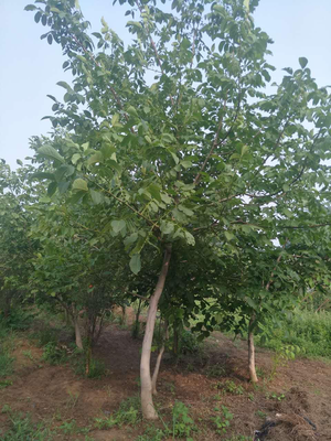 核桃树