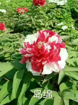 牡丹