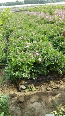 丁香树