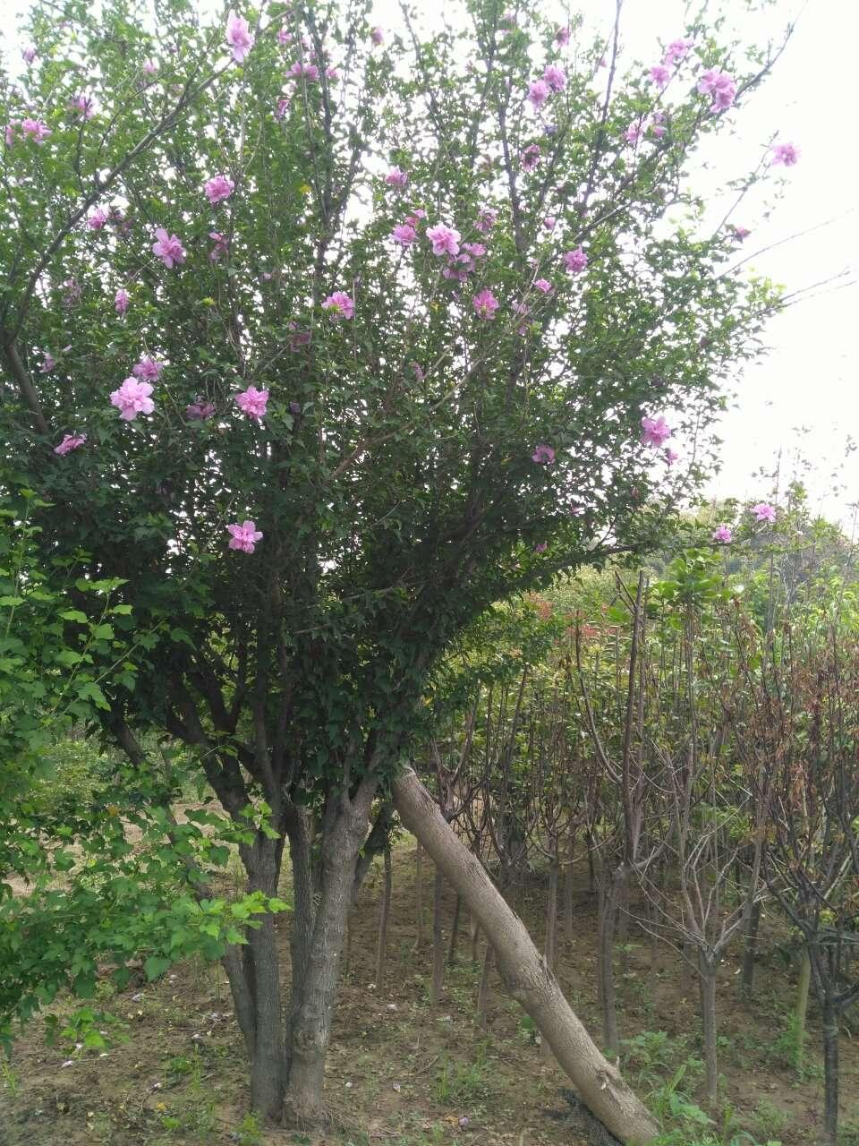 黄杨