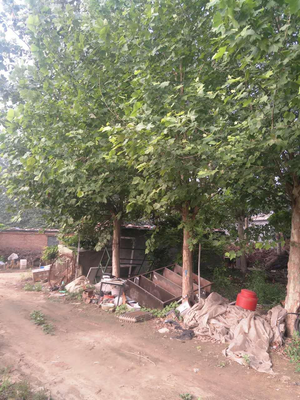 盆栽工程芍药