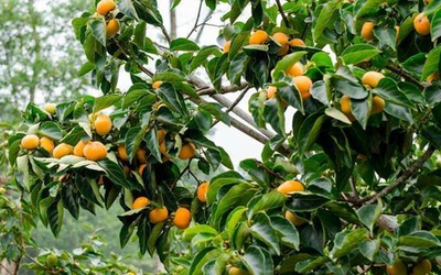 苹果树