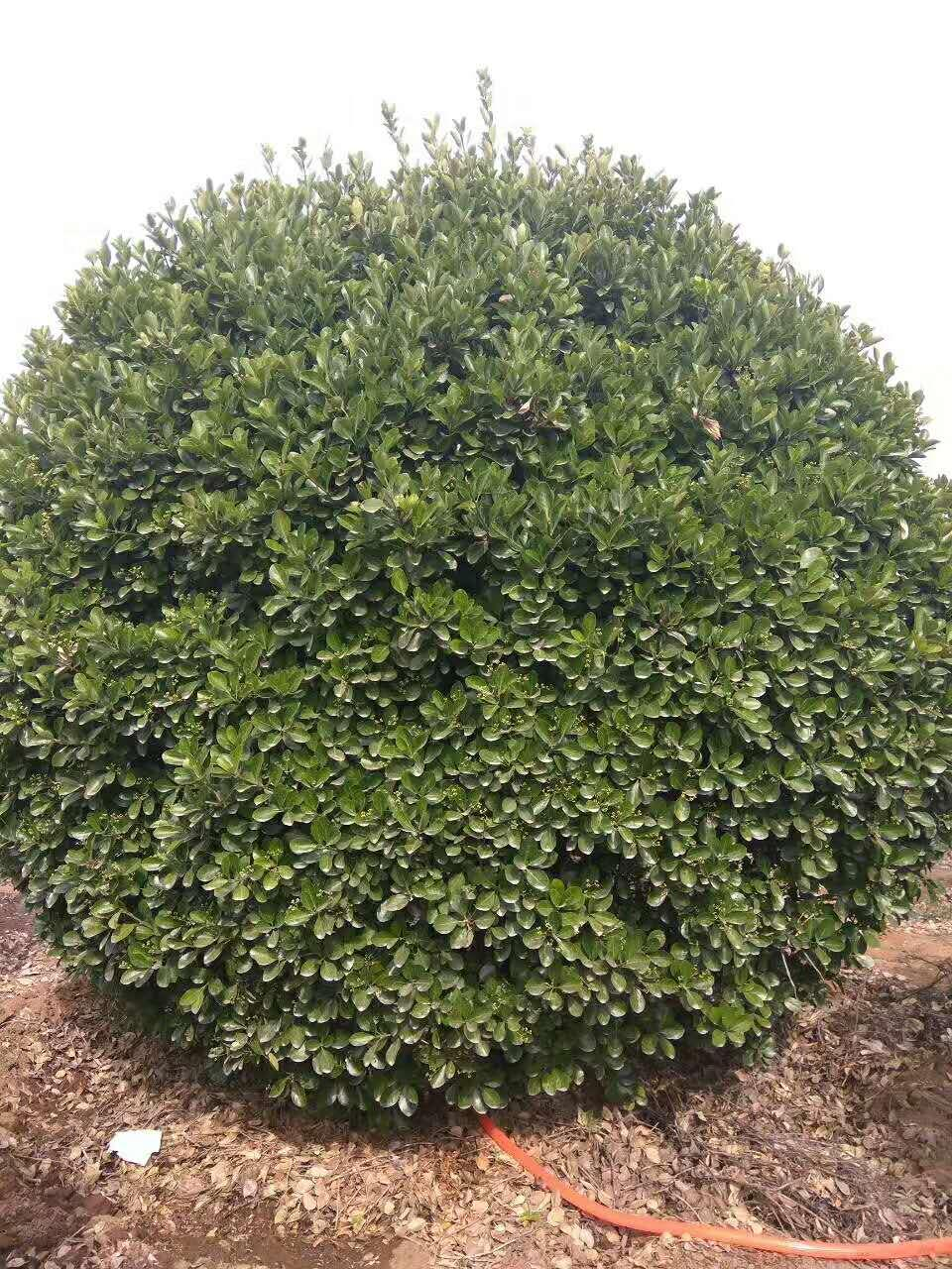 黄杨
